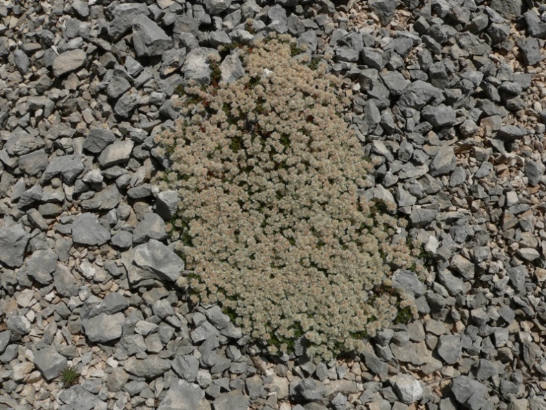 Paronychia  kapela / Paronichia della Kapela